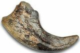 Spinosaurid Dinosaur (Suchomimus) Hand Claw - Niger #245024-1